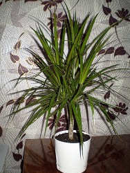 Драцена маргината (Dracaena marginata) фото