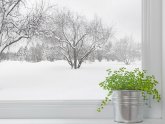 Уход за Комнатными Растениями Зимой